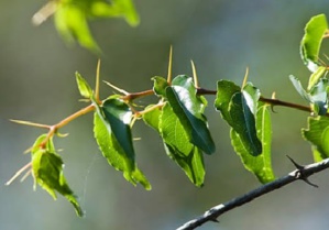 Le petit arbre épineux