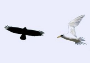 Les oiseaux noirs et les oiseaux blancs