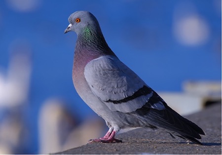 Bio mimétisme et Management: tous des pigeons ? Bio mimétisme et Management: tous des pigeons ?