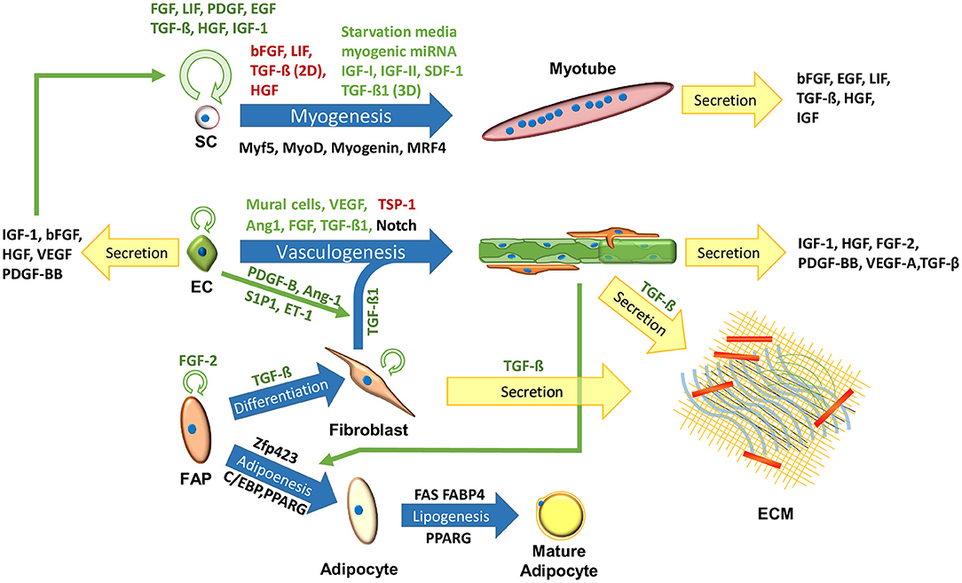 Le processus de création de cellules musculaire.
