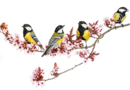 Ce Que Nous Apprennent Les Mesanges Et Les Rouge Gorges Sur L Acquisition Du Savoir Dans