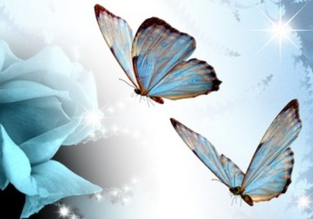 La Naissance Du Papillon La Naissance Du Papillon