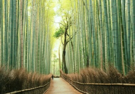 L’histoire de la fougère et du bambou ou quand la résilience est une force