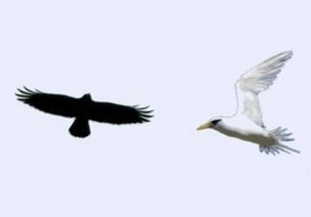 Les Oiseaux Noirs Et Les Oiseaux Blancs