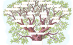 De l'arbre au réseau