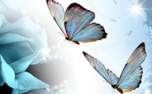 La naissance du papillon