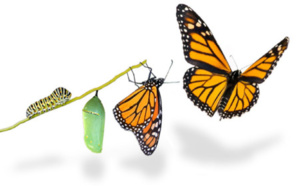 4.70 Le sujet à l'épreuve de la désinstitutionnalisation 4.70 Le sujet à l'épreuve de la désinstitutionnalisation