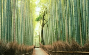 L’histoire de la fougère et du bambou ou quand la résilience est une force