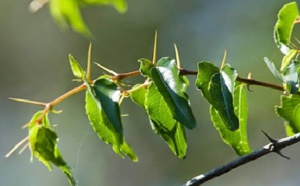 Le petit arbre épineux