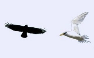 Les oiseaux noirs et les oiseaux blancs